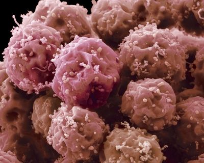 Lab-grown human embryo model produces blood cells