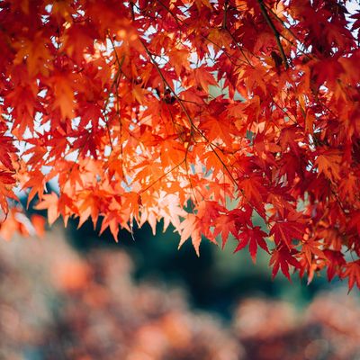 I'm a gardens editor, and these are the best trees to plant for autumn colour in a blaze of dazzling shades