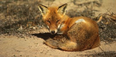 It took just 60 years for red foxes to colonise Australia from Victoria to the Pilbara