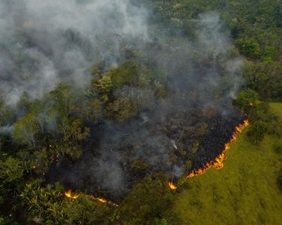 ‘Dismal’ health of world’s forests is threat to humanity, report warns