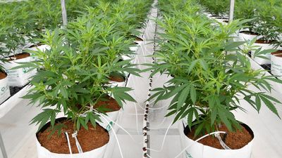 Medicinal cannabis being 'exploited' through telehealth