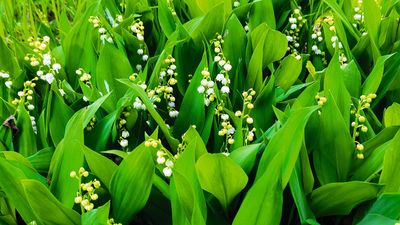When and How to Transplant Lily of the Valley to Prevent Overcrowded and Underperforming Clumps
