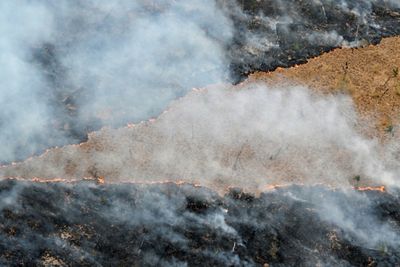 Global Goal To End Deforestation Nowhere Near Being Met: Experts