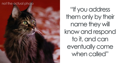 64 Bizarre Cat Hacks Owners Discovered That Actually Work