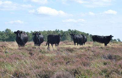 Country diary: An easy-going bunch doing hard work on the moor