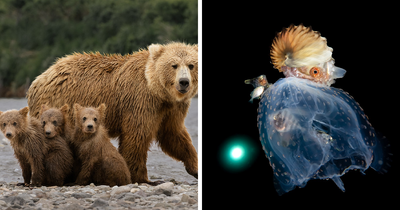 The 1839 Awards Have Announced The Winners Of The 2025 Photographer Of The Year Contest (39 Pics)