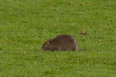 Wales vs Belgium World Cup qualifier stopped after rat invades pitch