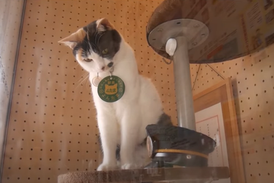 Beloved Japanese cat Chocolat retires after four years as train ‘stationmaster’