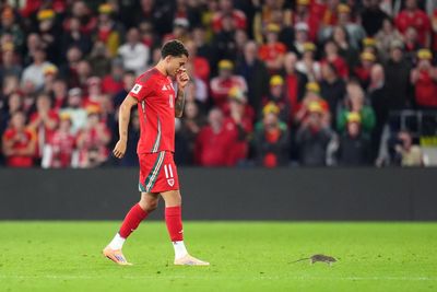 Cardiff defend pest control policy after rat halts Wales match