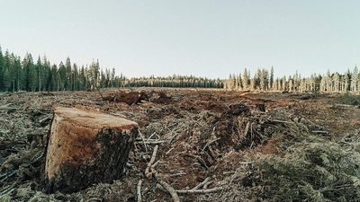 ‘Forests are non-negotiable’: World off course to meet 2030 deforestation pledge