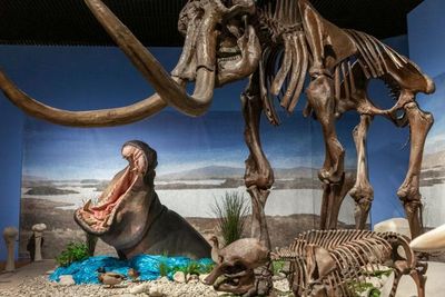 Hippos thrived in central Europe 40,000 years ago, fossils reveal