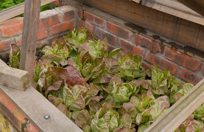 7 Cold Frames That Keep Lettuce Growing Longer