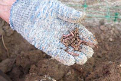 How Earthworms Work Harder in Fall Soils