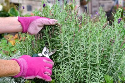 5 Perennials You Should Never Cut Back Now