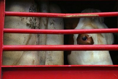 Animal Welfare Transport Law Deadlocked In EU