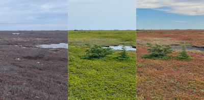 Harnessing technology and global collaboration to understand peatlands