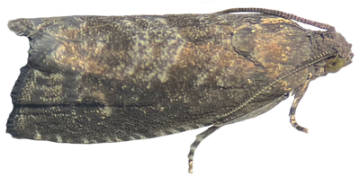 We created an ‘unsexy’ moth that could be the key to greener pest control