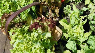 5 of the Best Cut-and-Come-Again Lettuce Varieties – All Recommended By Experienced Growers