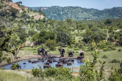 South Africa debates renaming national park dedicated to controversial former president