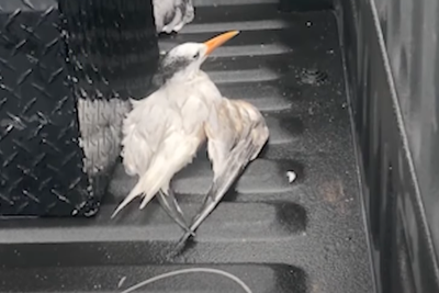 Feds investigating after 50 birds are run over in Florida - and only one survived: ‘Disturbing and deliberate act’