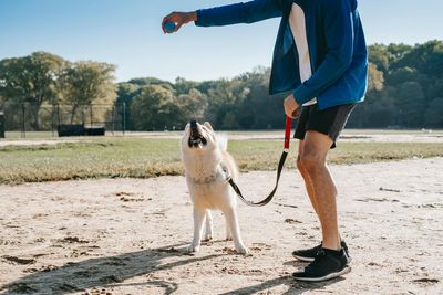 10 Dog Training Habits That Damage Owner Reputations