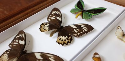 Theft, lies and butterflies: the Englishman who stole thousands of specimens from our museums