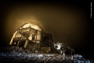 Haunting image of hyena in ghost town wins Wildlife Photographer of the Year
