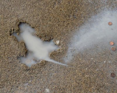 Chicago ‘Splatatouille’ was probably a squirrel, say researchers