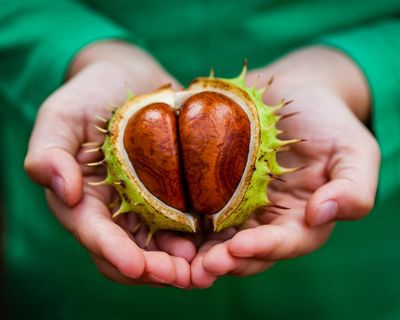 ‘Nature’s Labubu’: why are gen Z ‘unboxing’ conkers?