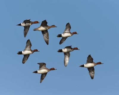 Country diary: Eyes to the skies for autumn’s mass migration