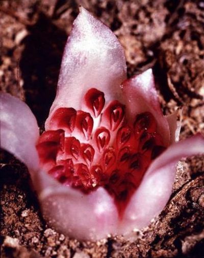 Plantwatch: An extraordinary orchid that lives and flowers underground