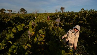 Albanese government flips on Pacific worker guarantee