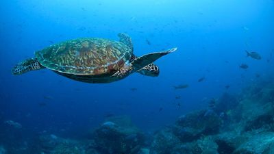 From ‘endangered’ to ‘least concern’: How green turtles have escaped extinction