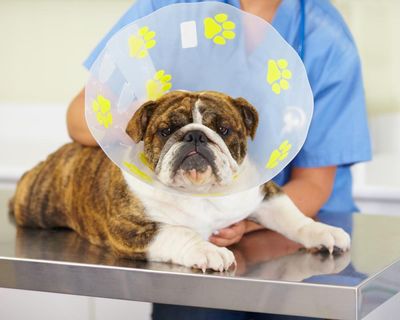 Vets could be made to cap prescription prices after UK watchdog investigation