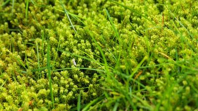This baking staple is the key to killing moss in your lawn this winter — here's why