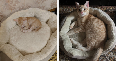 “Cat Grows”: This Group Shares Heartwarming “Then And Now” Photos Of Kittens Turning Into Cats (29 New Pics)
