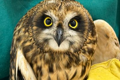 Owl rescued after flying 180 miles to oil rig during Storm Amy