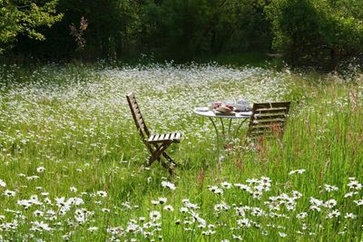 Don’t even think about decking! How to create a nature-friendly low-maintenance garden