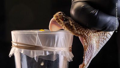 Check out our favourite shots from the Wildlife Photographer of the Year 2025 winners