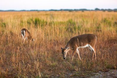 Florida wildlife officials discover second case of ‘zombie deer disease’ in state
