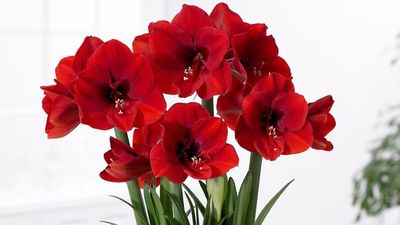 How to Grow Amaryllis in Time for Christmas Gifts This Year — Everything You Need to Know, From Care to Planting and When to Sow Your Bulbs