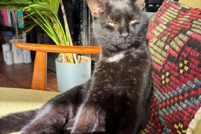 Voices: Rip-off Britain? Rip-off kitten, more like. My vet’s bankrupting me