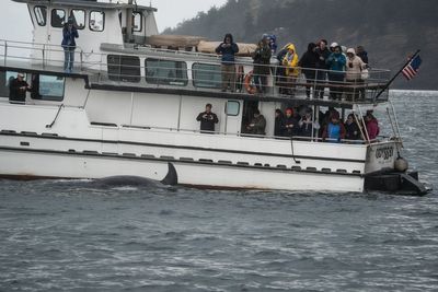 How underwater internet cables could help save these endangered whales