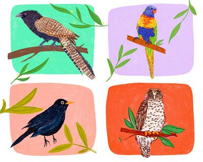 Winner of the Australian bird of the year 2025 to be announced on Guardian live stream