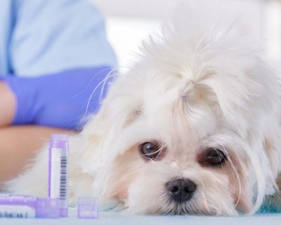 Competition regulator barking up the right tree on vets’ opaque pricing