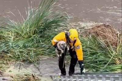 Firefighters rescue stranded pup from rising floodwaters in Southern California