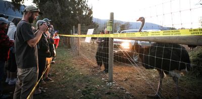 How anti-vaccine sentiment helped raise funds and saved the lives of some B.C. ostriches