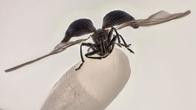 Exploring the microscopic world: Nikon Small World announces 51st annual photomicrography winners