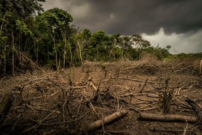 Supermarkets warned over animal feed products from deforested land