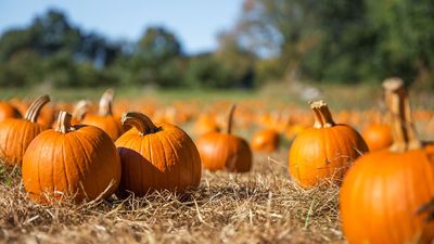 I've just discovered the easiest way to stop your pumpkins from rotting, and it's only $17 at Amazon